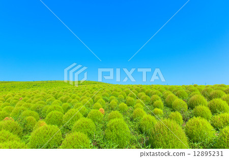 Kokia領域(綠色)和藍天 Kokia領域(綠色)和藍天 12895231