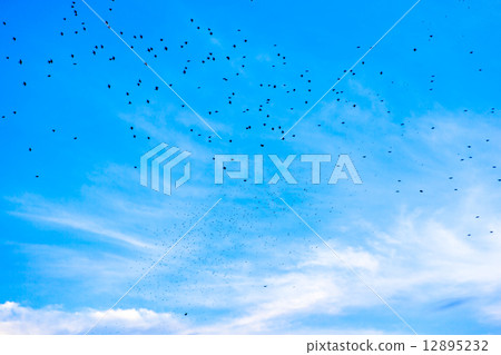 一群椋鳥 12895232