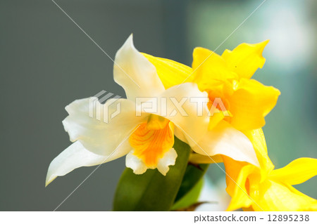 Dendrobium · roseiodolum, orchidaceae, Vietnam 12895238