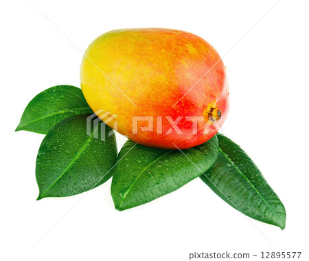 Fresh mango fruit with green leaves isolated on white background 12895577