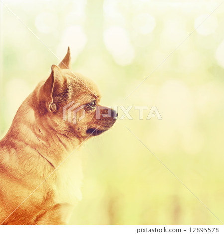 Red Chihuahua Dog Standing on Window Sill. 12895578