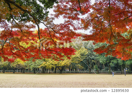 Kinutakoen of autumn leaves 12895630