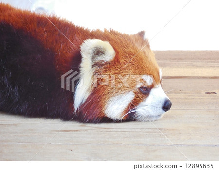 小熊貓 小熊貓 12895635