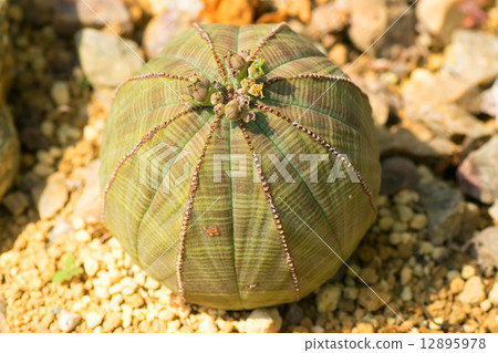 Euphorbia · obesa, Euphorbiaceae, South Africa Euphorbia · obesa, Euphorbiaceae, South Africa 12895978