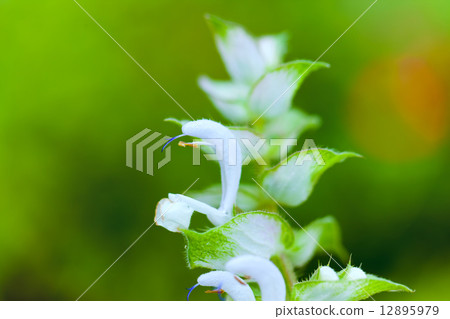 特寫鏡頭Salvia·Sclarea，快樂鼠尾草，唇形科，歐洲〜中亞 12895979