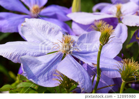 紫色鐵線蓮 12895980