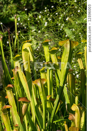 Salacenia · Alata, Salacenianaceae, North America South 12896003