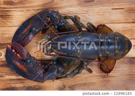 lobster 12896183