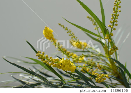 Mahonia Confusa Mahonia Confusa 12896196