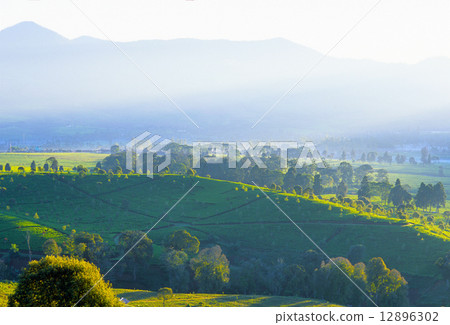 廣泛的茶園 12896302