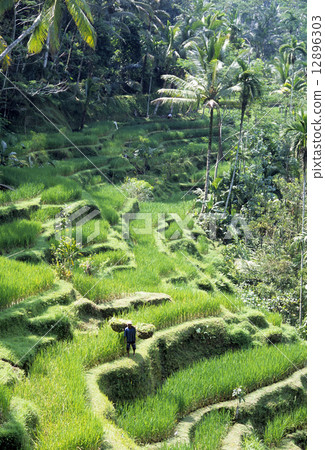巴厘島水稻梯田（水稻梯田） 12896303