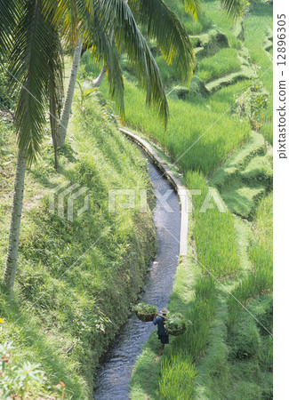 Bali rice terrace (rice terrace) 12896305