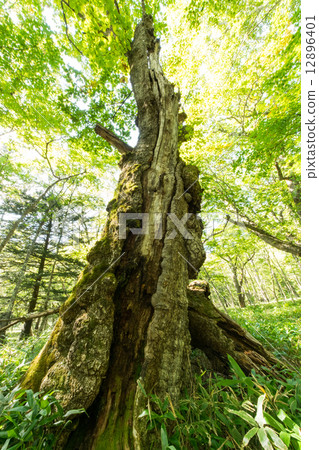 Old tree Old tree 12896401