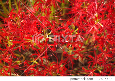 花 花 12896528