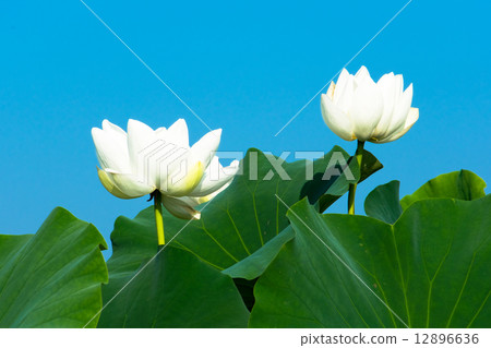 White water lily flower and blue sky White water lily flower and blue sky 12896636
