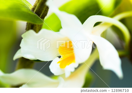 Dendrobium · roseiodolum, orchidaceae, Vietnam 12896710