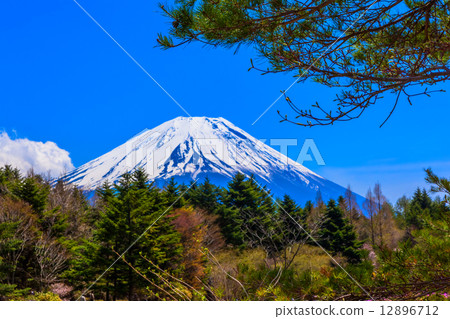 綠色森林和富士山頂被看見在藍天下 綠色森林和富士山頂被看見在藍天下 12896712