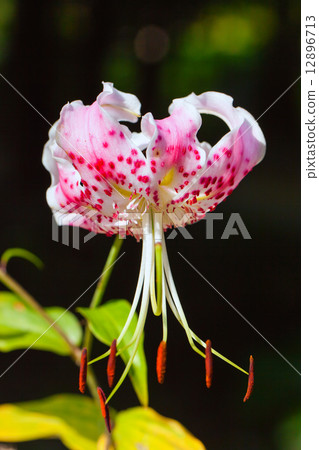 Close-up of canopy lily, unique species of Japan, endangered species (VU) Close-up of canopy lily, unique species of Japan, endangered species (VU) 12896713