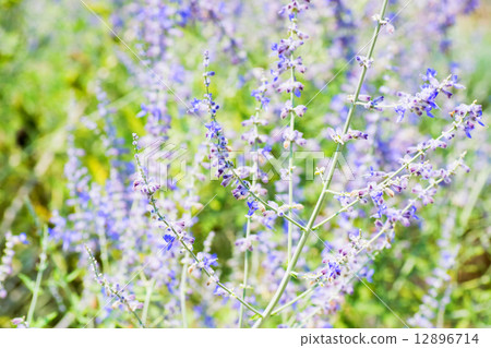 Russian Sage, Labiatae, Pakistan, Afghanistan, Western Himalaya Russian Sage, Labiatae, Pakistan, Afghanistan, Western Himalaya 12896714