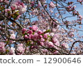 Cherry Blossoms	 12900646