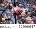 Cherry Blossoms	 12900647