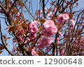 Cherry Blossoms	 12900648