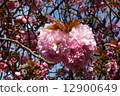 Cherry Blossoms	 12900649