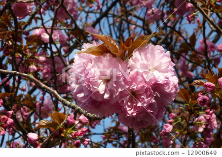 Cherry Blossoms	 12900649