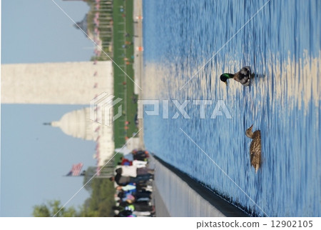 View of Washington DC, USA Washington Monument and duck in the reflecting pool 12902105