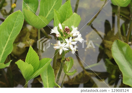 漂亮的花和芽和水生植物/ Mitsugashiwa的側面位置 12908524