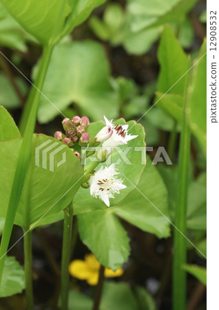 漂亮的花和芽和水生植物/ Mitsugashiwa的垂直位置 12908532