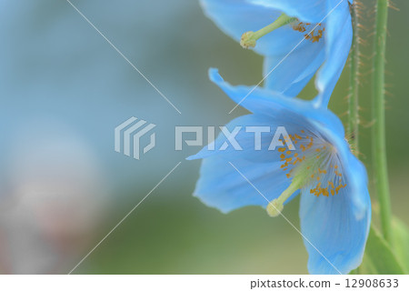 喜馬拉雅山的罌粟花 12908633