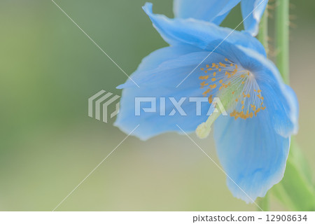 喜馬拉雅山的罌粟花 12908634