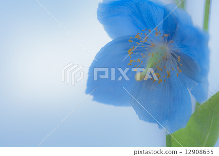 喜馬拉雅山的罌粟花 12908635