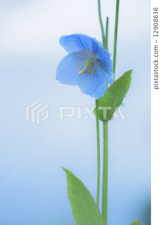 鴉片花開花的藍色高山植物 12908636