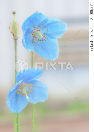 喜馬拉雅山的罌粟花 12908637