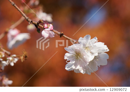 十月櫻花 12909072