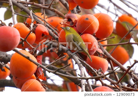 柿子和mezzo 12909073