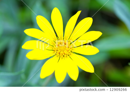 雜色菊·Regence ,,雜色菊·檸檬餡餅，飾品菊花，菊科，南非 12909266