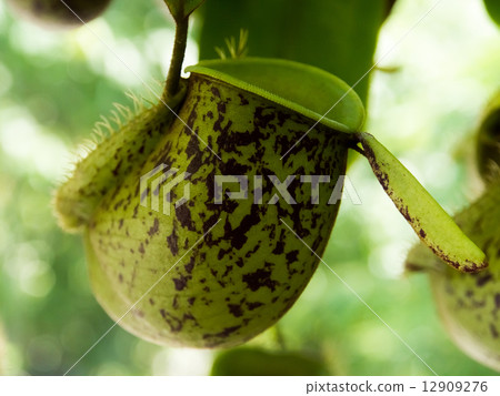 Nepenthes · Amplaria, Utubokubara family, New Guinea 12909276