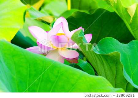 Pink lotus flower 12909281