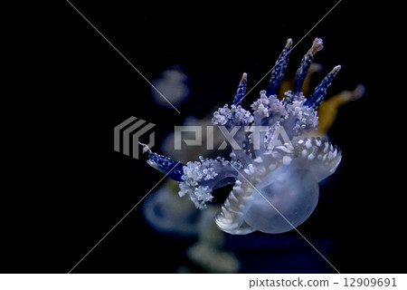 White spotted sea jelly 12909691