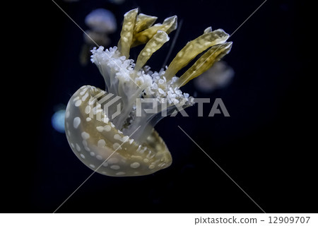 White spotted sea jelly White spotted sea jelly 12909707