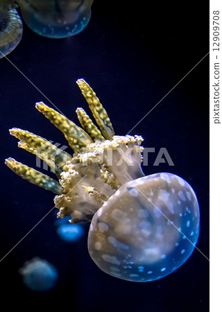 White spotted sea jelly White spotted sea jelly 12909708