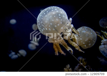 White spotted sea jelly White spotted sea jelly 12909709