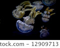 White spotted sea jelly White spotted sea jelly 12909713