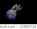 White spotted sea jelly White spotted sea jelly 12909714