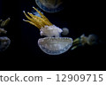 White spotted sea jelly White spotted sea jelly 12909715
