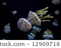 White spotted sea jelly White spotted sea jelly 12909718