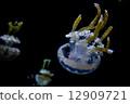 White spotted sea jelly White spotted sea jelly 12909721